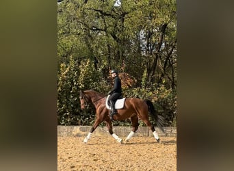 Rhinelander, Gelding, 11 years, 17 hh, Brown