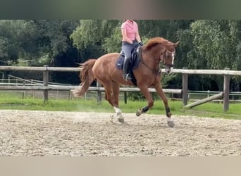 Rhinelander, Gelding, 11 years, 17,2 hh, Chestnut-Red