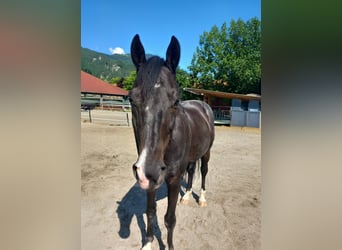 Rhinelander, Gelding, 12 years, 15,2 hh, Bay-Dark