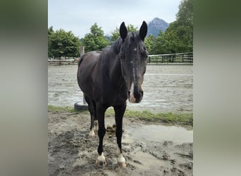 Rhinelander, Gelding, 12 years, 15,2 hh, Bay-Dark