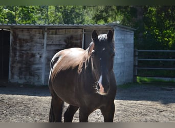 Rhinelander, Gelding, 12 years, 15,2 hh, Bay-Dark