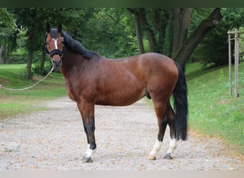 Rhinelander, Gelding, 12 years, 16,1 hh, Brown