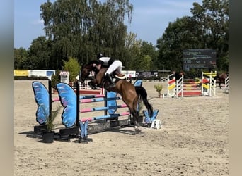 Rhinelander, Gelding, 12 years, 16.1 hh, Brown