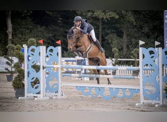 Rhinelander, Gelding, 12 years, 16.1 hh, Brown