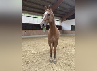 Rhinelander, Gelding, 12 years, 16.1 hh, Chestnut