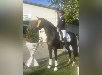 Rhinelander, Gelding, 12 years, 16.2 hh, Bay-Dark