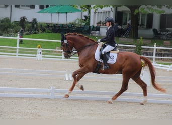 Rhinelander, Gelding, 12 years, 16.2 hh, Chestnut-Red