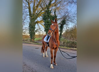 Rhinelander, Gelding, 12 years, 16,2 hh, Chestnut-Red