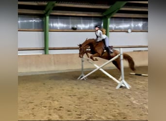 Rhinelander, Gelding, 12 years, 16,2 hh, Chestnut-Red