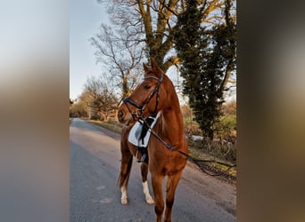 Rhinelander, Gelding, 12 years, 16,2 hh, Chestnut-Red