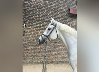 Rheinländer, Wallach, 12 Jahre, 16,2 hh, Schimmel