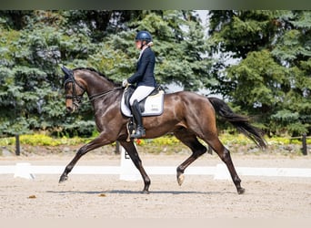 Rhinelander, Gelding, 12 years, 16.3 hh, Bay-Dark