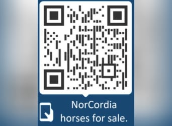 Rhinelander, Gelding, 12 years, 16,1 hh, Brown
