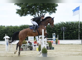 Rhinelander, Gelding, 12 years, 17.3 hh, Brown