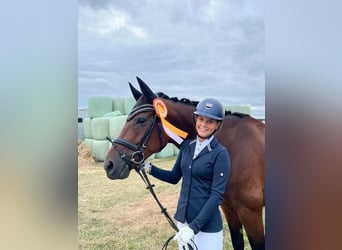 Rhinelander, Gelding, 12 years, 17 hh, Bay-Dark