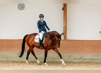 Rhinelander, Gelding, 12 years, 17 hh, Bay-Dark