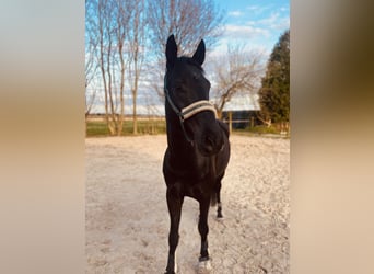 Rhinelander, Gelding, 12 years, 17 hh, Black