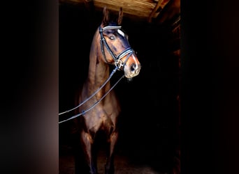 Rhinelander, Gelding, 12 years, 17 hh, Smoky-Black