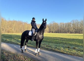 Rhinelander, Gelding, 12 years, 17 hh, Smoky-Black