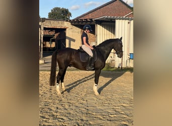 Rhinelander, Gelding, 12 years, Brown