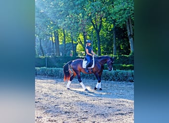 Rhinelander, Gelding, 13 years, 15.2 hh, Smoky-Black