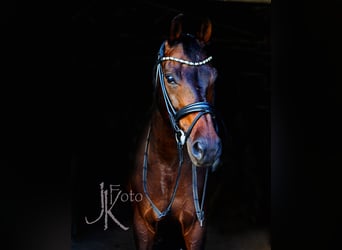 Rhinelander, Gelding, 13 years, 15.2 hh, Smoky-Black