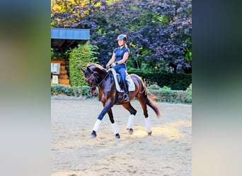 Rhinelander, Gelding, 13 years, 15.2 hh, Smoky-Black