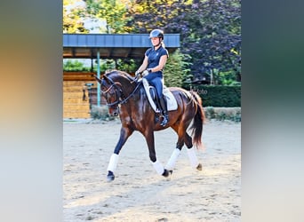Rhinelander, Gelding, 13 years, 15.2 hh, Smoky-Black