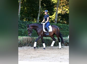 Rhinelander, Gelding, 13 years, 15,2 hh, Smoky-Black