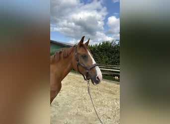 Rhinelander, Gelding, 13 years, 16 hh, Chestnut