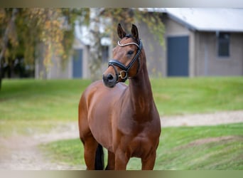 Rhinelander, Gelding, 13 years, 16,1 hh, Brown