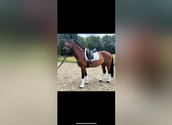 Rhinelander, Gelding, 13 years, 16,3 hh, Bay-Dark