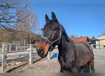 Rhinelander, Gelding, 13 years, 17.2 hh, Bay-Dark