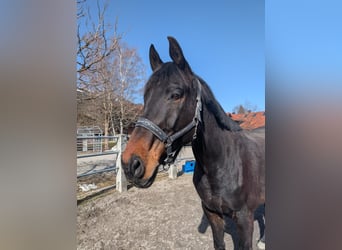 Rhinelander, Gelding, 13 years, 17.2 hh, Bay-Dark
