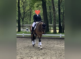 Rhinelander, Gelding, 13 years, 17 hh, Brown