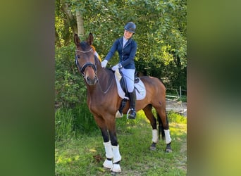 Rhinelander, Gelding, 13 years, 17,1 hh, Brown