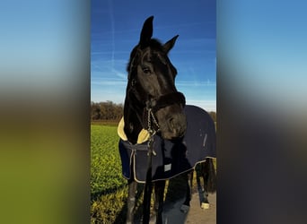 Rhinelander, Gelding, 13 years, 17,2 hh, Black