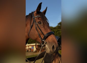 Rhinelander, Gelding, 13 years, 18,1 hh, Brown