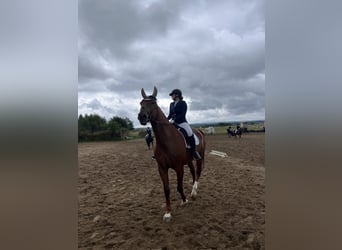 Rhinelander, Gelding, 13 years, 18 hh, Chestnut-Red