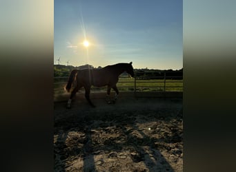 Rhinelander, Gelding, 13 years, 18 hh, Chestnut-Red