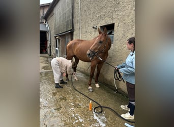 Rhinelander, Gelding, 13 years, 18 hh, Chestnut-Red