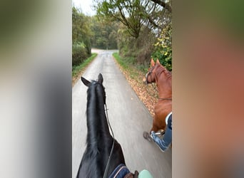 Rhinelander, Gelding, 13 years, 18 hh, Chestnut-Red