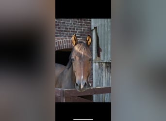 Rhinelander, Gelding, 14 years, 16.2 hh, Brown