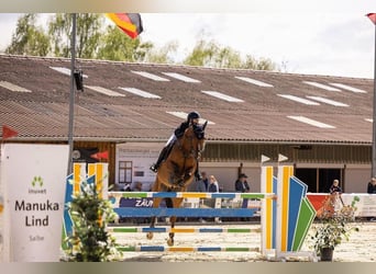 Rhinelander, Gelding, 14 years, 16.2 hh, Brown