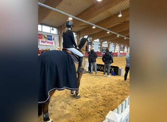 Rhinelander, Gelding, 14 years, 16.2 hh, Brown