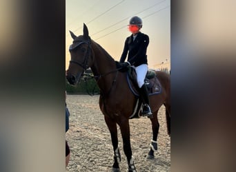 Rhinelander, Gelding, 14 years, 16.2 hh, Brown