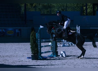 Rhinelander, Gelding, 14 years, 16.2 hh