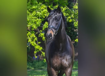 Rhinelander, Gelding, 14 years, 16.2 hh, Smoky-Black