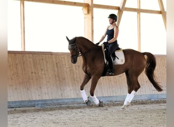 Rhinelander, Gelding, 14 years, 16.3 hh, Chestnut-Red