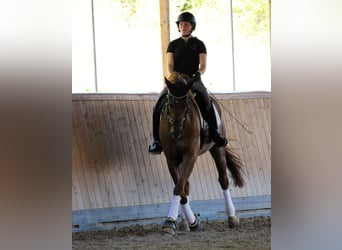 Rhinelander, Gelding, 14 years, 16.3 hh, Chestnut-Red